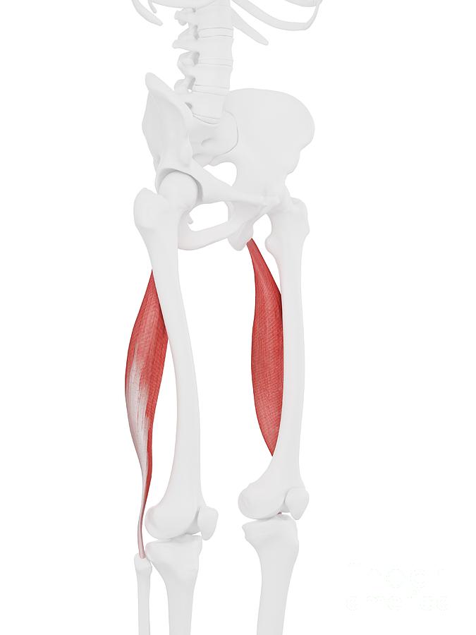 Biceps Femoris Longus Muscle Photograph By Sebastian Kaulitzki Science 