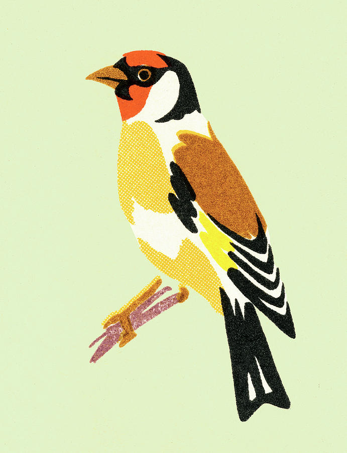 Finch Drawing - Bird #4 by CSA Images