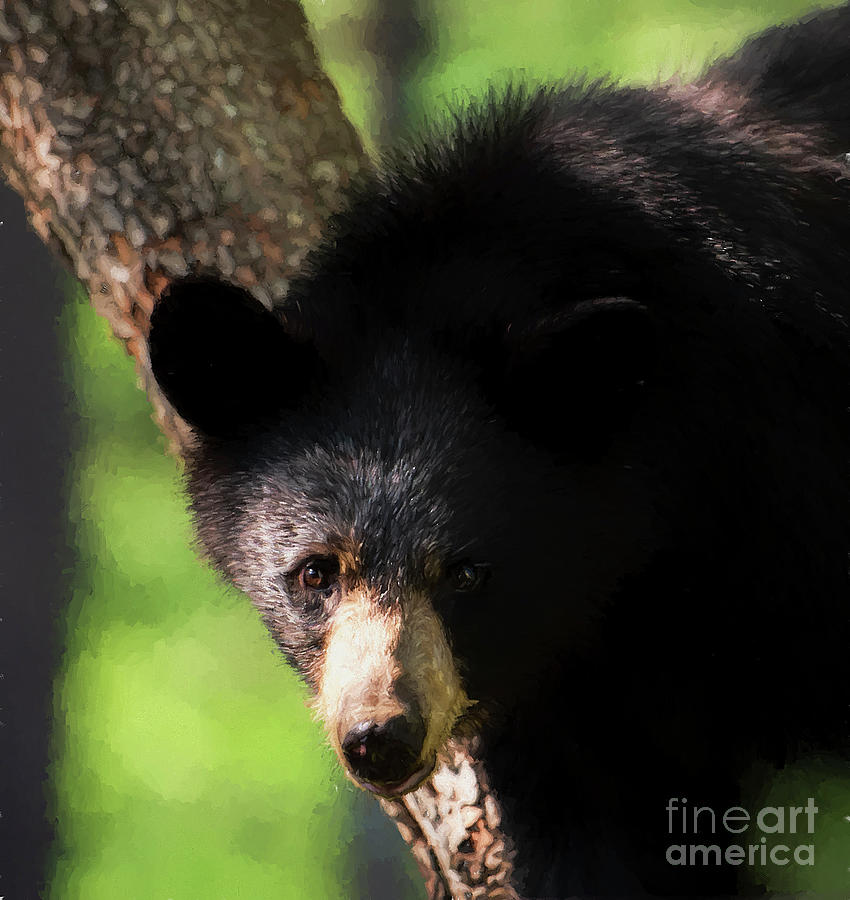 Black Bear in Dogwood Tree #2 Photograph by David Oppenheimer