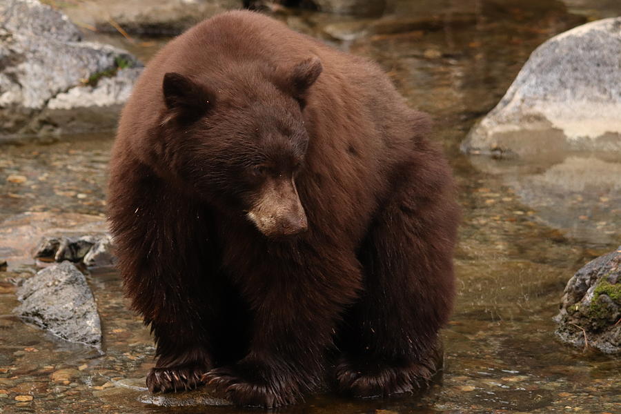 Wildlife Photograph - Black Bear #4 by Paul Comish