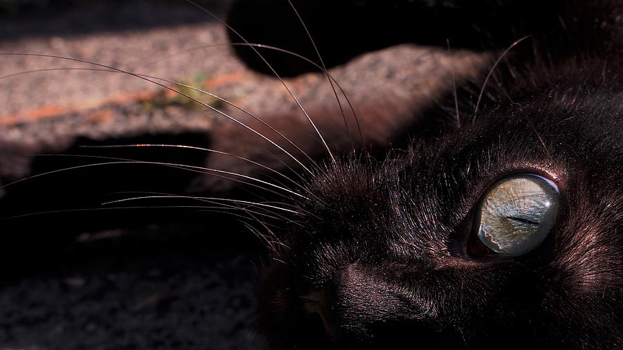Black cat by Eye to Eye Xperience Black cat by Eye to Eye Xperience