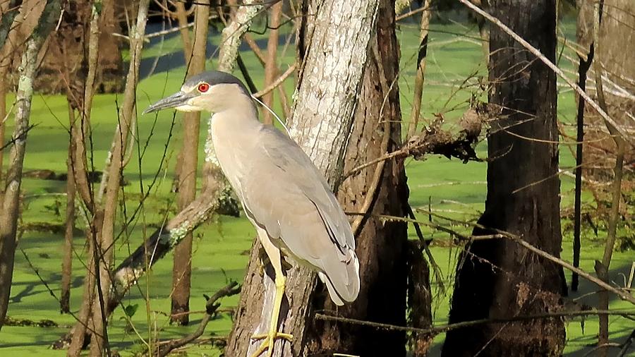 Black-Crowned Night Heron by Betty Berard Black-Crowned Night Heron by Betty Berard