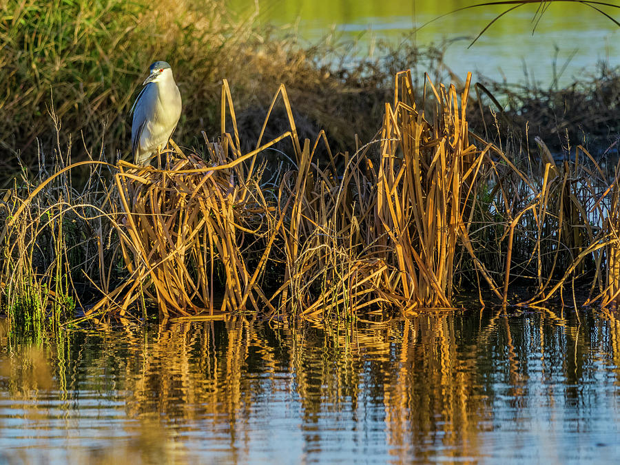 Black-crowned Night Heron On Maui Hawaii Photograph by Don White - Fine ...