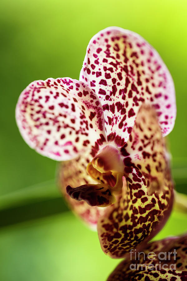 Black Spotted Vanda Orchid Flowers #4 Photograph by Raul Rodriguez