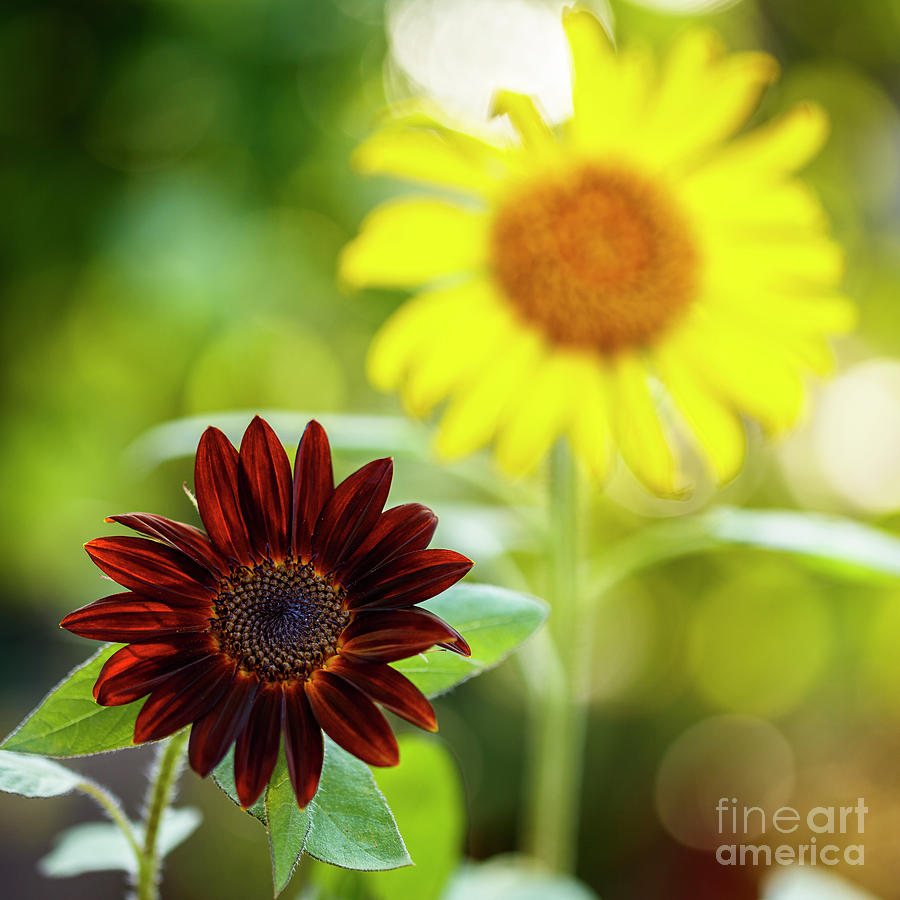Black Velvet Sunflower #4 Photograph by Raul Rodriguez