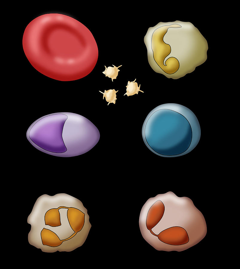 Blood Cell Types, Illustration #4 Photograph by Monica Schroeder