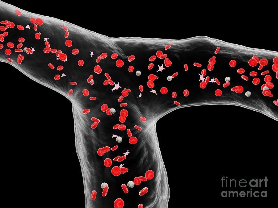 Blood Vessel #4 Photograph by Sebastian Kaulitzki/science Photo Library ...