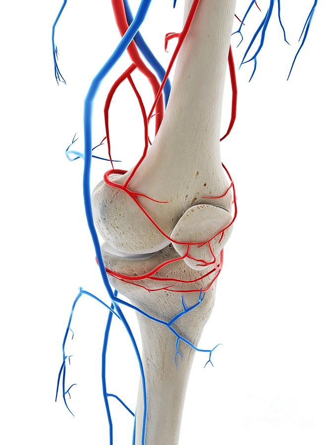 Blood Vessels Of The Knee Photograph by Sebastian Kaulitzki/science ...