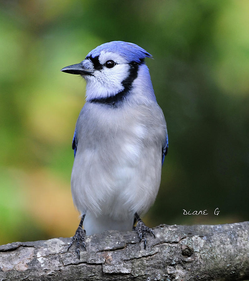 Blue Jay #4 Photograph by Diane Giurco
