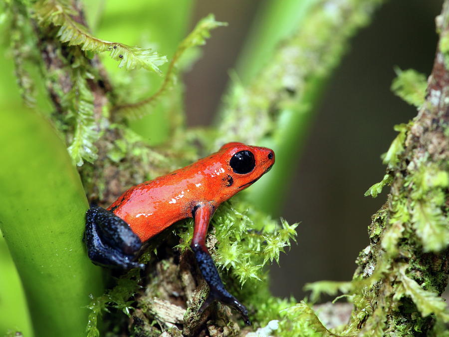 Blue Jeans Poisonous Dart Frog Photograph By Alex Nikitsin - Fine Art 