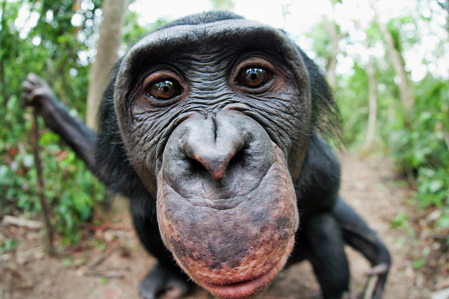 Bonobopygmy Chimpanzee Pan Paniscus #4 Photograph by Nhpa