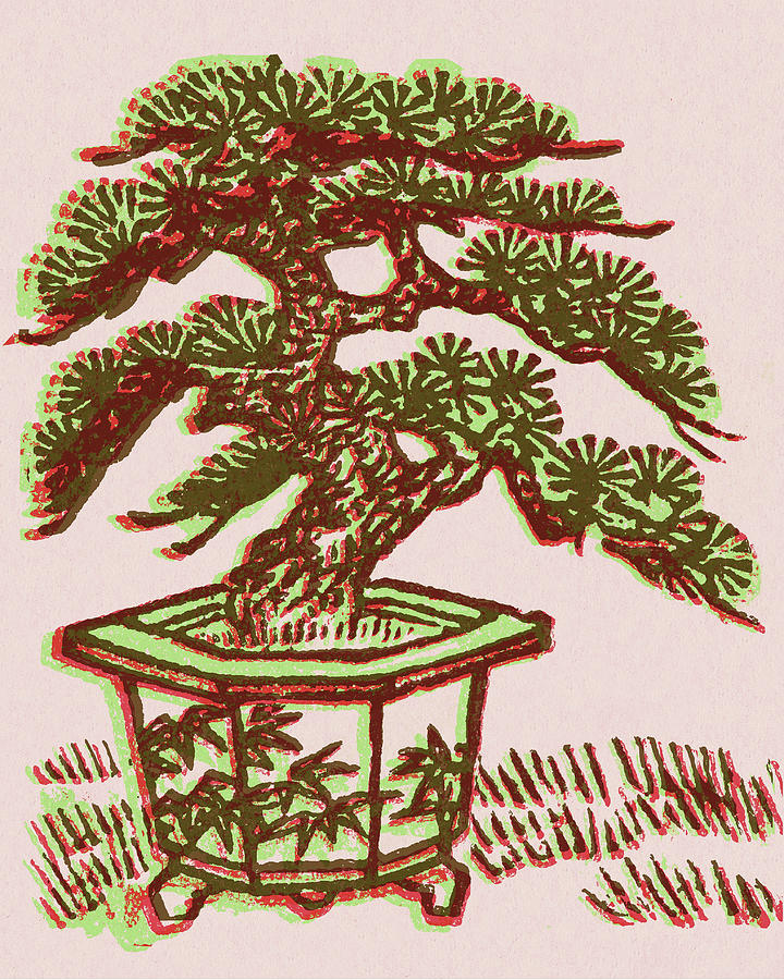 Vintage Drawing - Bonsai Tree #4 by CSA Images