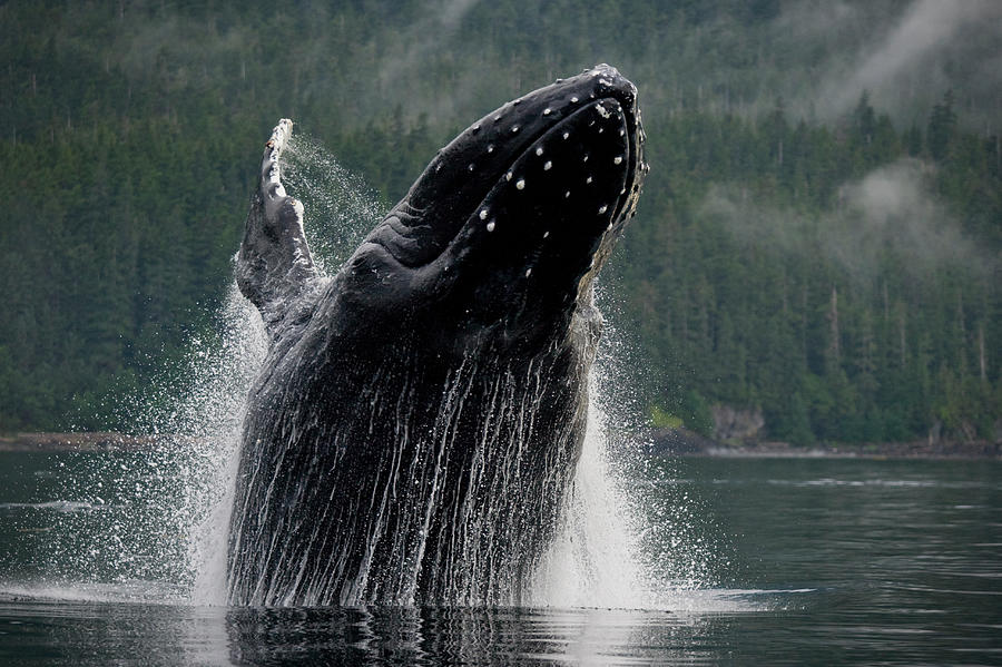 Breaching Humpback Whale, Alaska #4 Photograph by Paul Souders