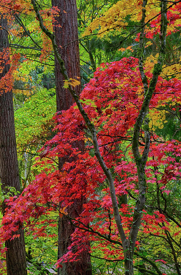 Brightly Colored Autumn Leaves In  Arboretum Photograph