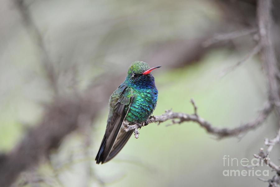 Broad-billed Hummingbird #4 Photograph by Denise Bruchman