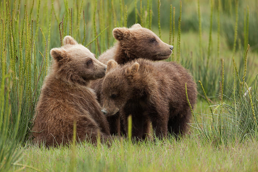 Brown Bear Cubs, Lake Clark National Photograph by Mint Images/ Art Wolfe