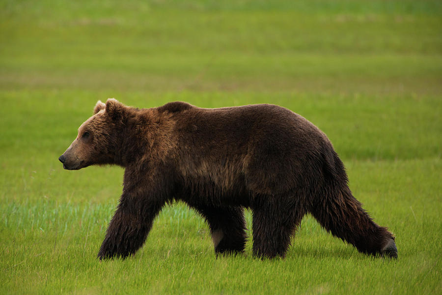 Brown Bears, Katmai National Park #4 Photograph by Mint Images/ Art Wolfe