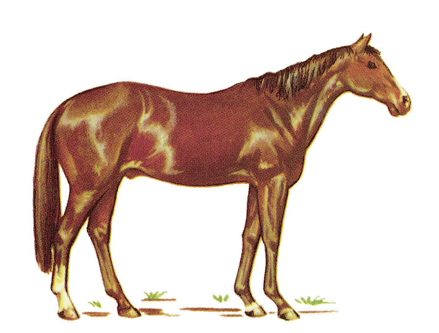 Vintage Drawing - Brown Horse #4 by CSA Images