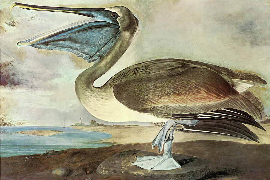 Bird Painting - Brown Pelican #4 by John James Audubon