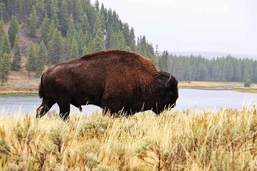 Buffalo at Yellowstone National Park #4 Photograph by Susan Jensen