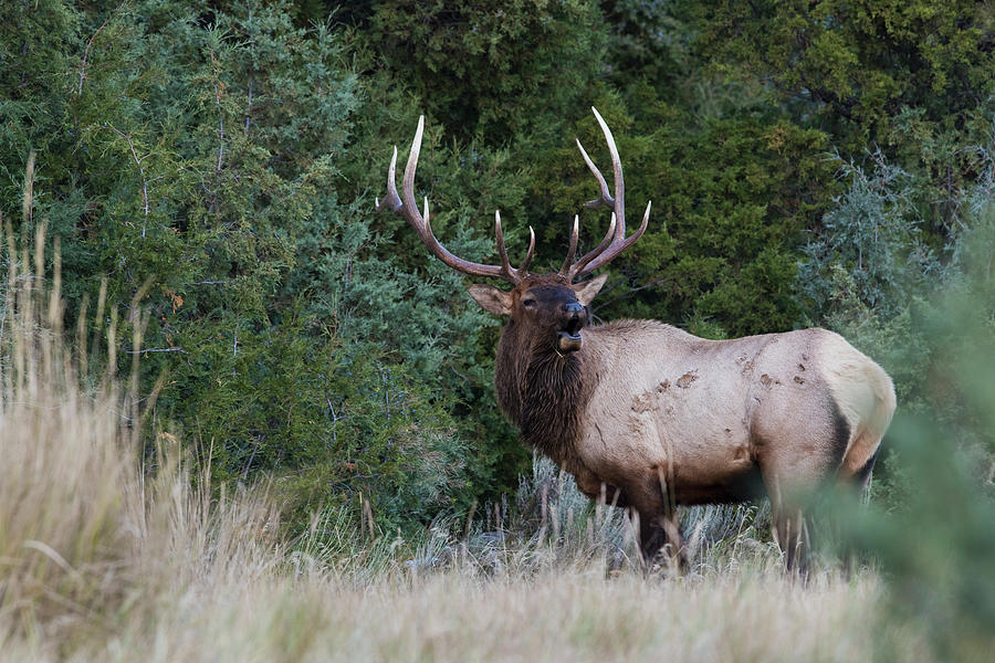 Bull Elk Bugling Photograph by Ken Archer - Fine Art America