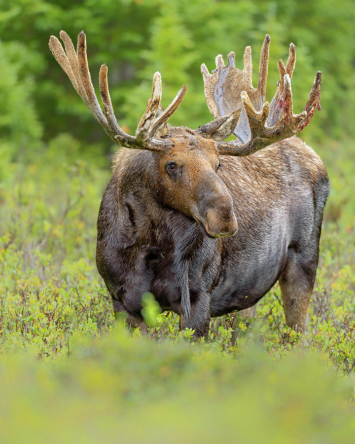 Bull Moose in velvet #4 Photograph by Gary Langley