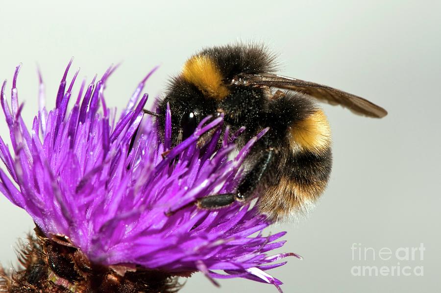 Bumblebee On Vetch Vicia Cracca Flowers Photograph By Dr John Brackenbury Science Photo