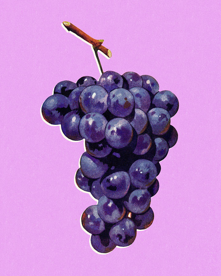 Grapes Sketch Vector Vector & Photo (Free Trial) | Bigstock