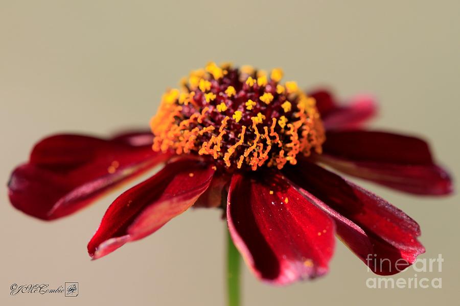 Burnished Red Coreopsis from the Incredible Mix #5 Photograph by J McCombie