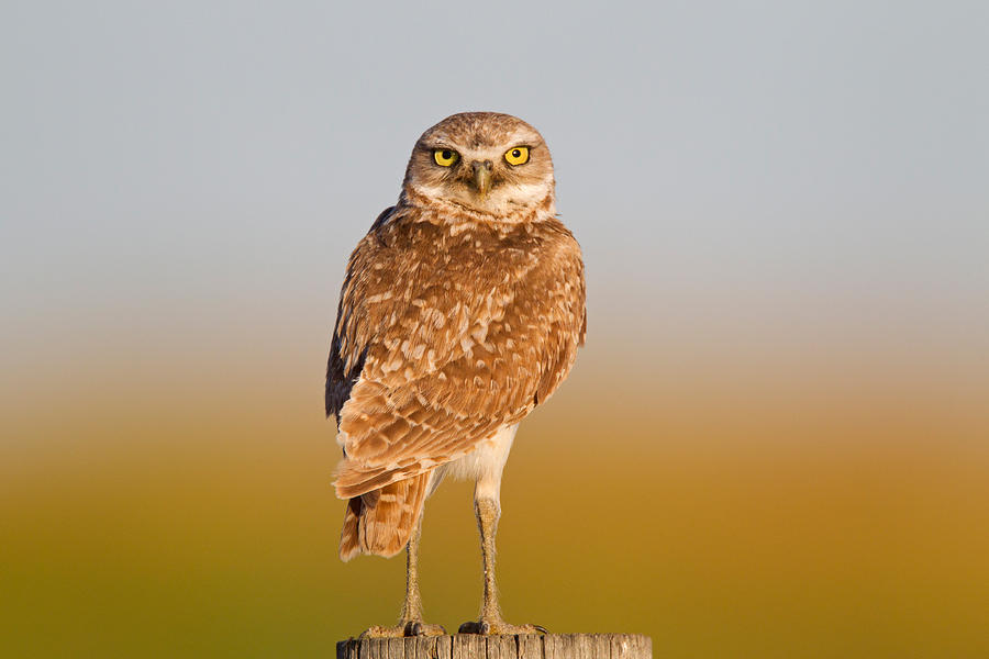 Burrowing Owl #4 Photograph by James Zipp