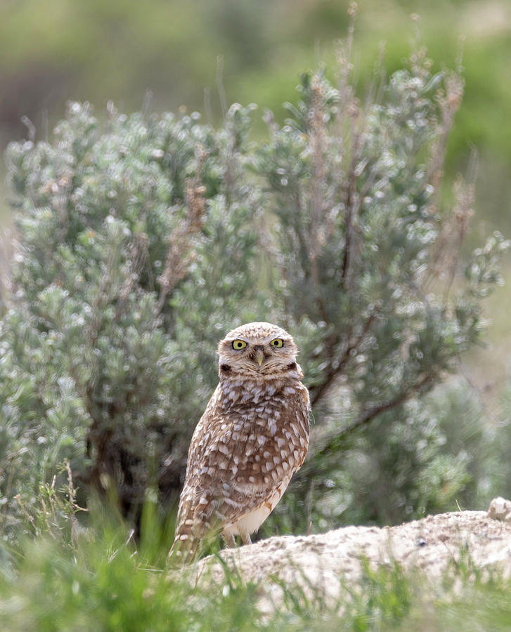 Burrowing Owl by Michael Chatt Burrowing Owl by Michael Chatt