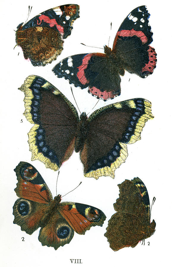 Butterfly Digital Art - Butterflies #4 by Duncan1890
