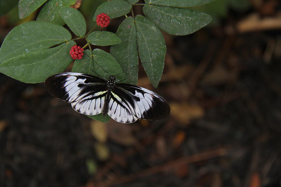 Butterfly #5 Photograph by Richard Krebs