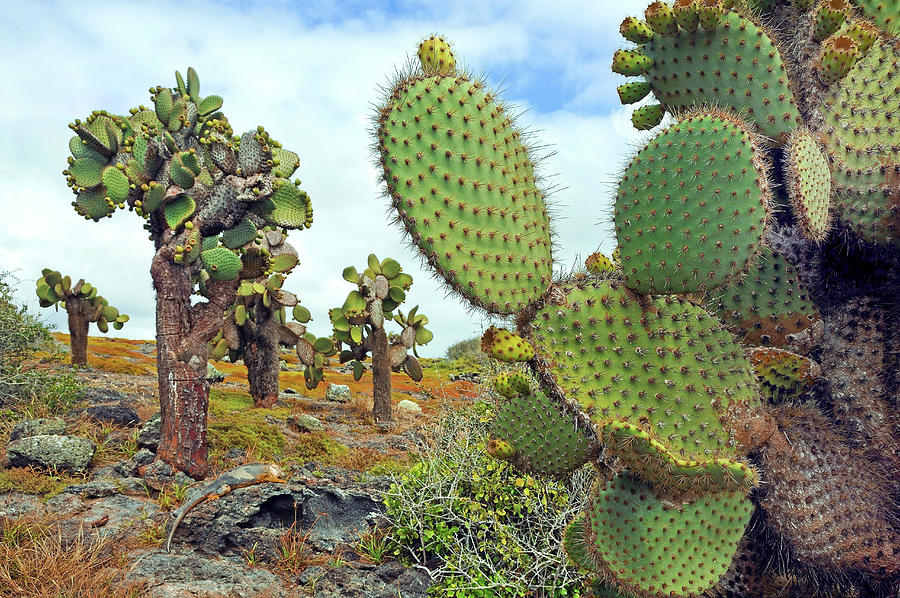Cactus #4 Digital Art by Heeb Photos