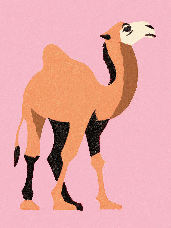 Vintage Drawing - Camel #4 by CSA Images