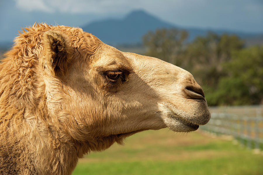 Camel out amongst nature by Rob D Imagery Camel out amongst nature by Rob D Imagery