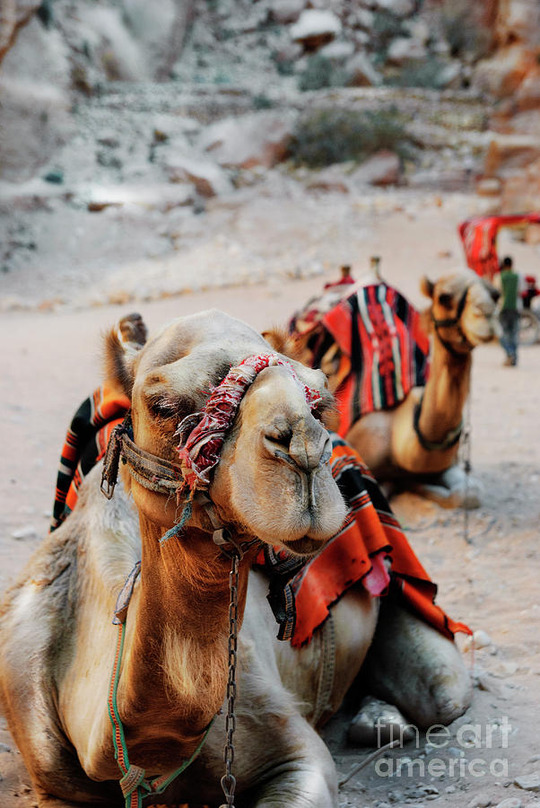 	Camels #4 Photograph by Jelena Jovanovic