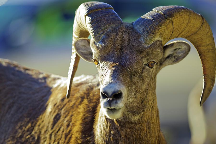 Canada, Alberta, Mountain Sheep #4 Photograph by Don White Canada, Alberta, Mountain Sheep #4 Photograph by Don White