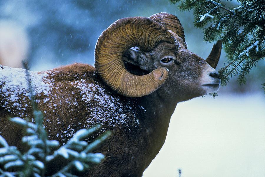 Canada, Alberta, Rocky Mountains #4 Photograph by Don White Canada, Alberta, Rocky Mountains #4 Photograph by Don White
