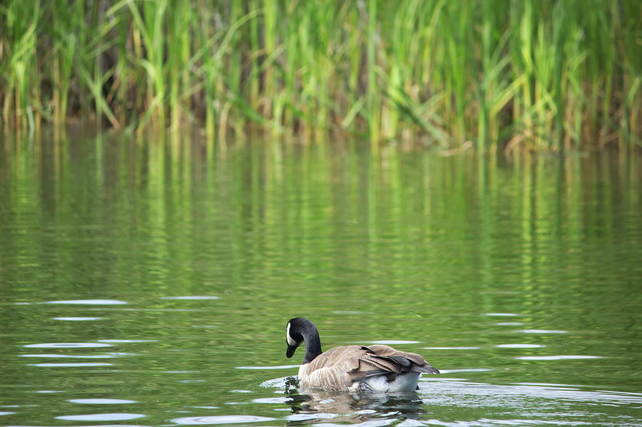 Canada Goose #4 Photograph by Jean Evans