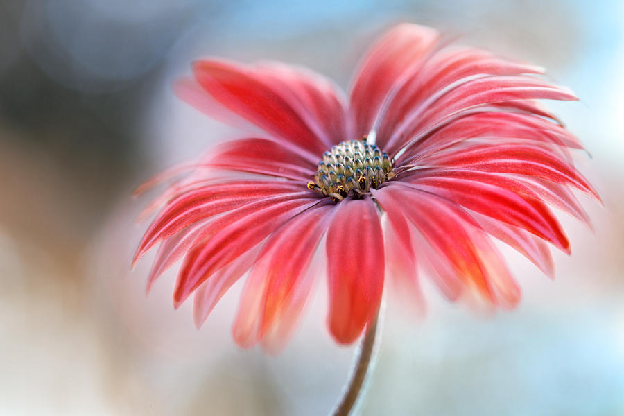 Summer Photograph - Cape Daisy* #4 by Mandy Disher