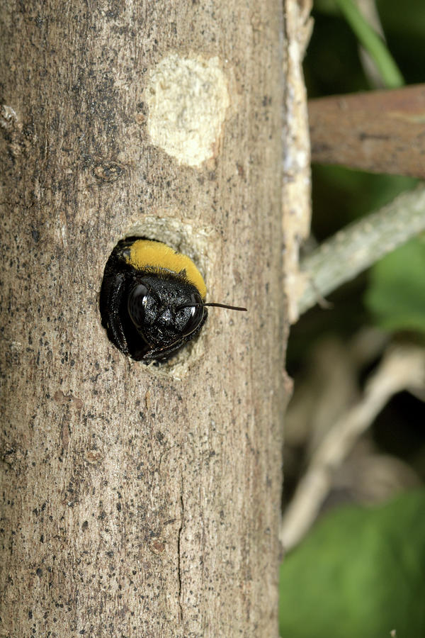 Carpenter Bee At Nest Hole, Malaysia #4 Photograph by W.k. Fletcher ...