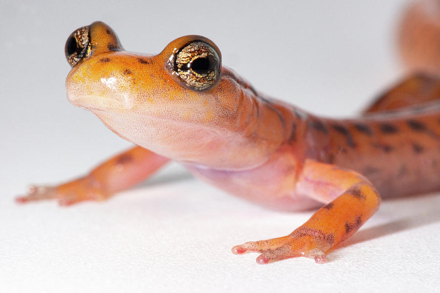 Cave Salamander, Eurycea Lucifuga #4 Photograph by Dante Fenolio - Pixels