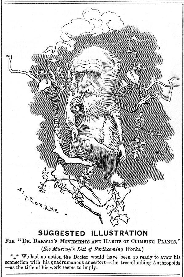 Charles Darwin, English Naturalist #4 Drawing by Print Collector