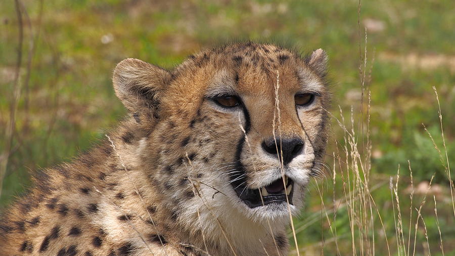 Cheetah close up by Eye to Eye Xperience Cheetah close up by Eye to Eye Xperience