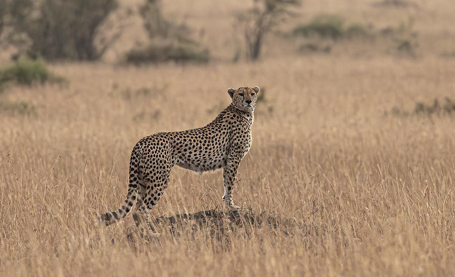 Cheetah #4 Photograph by Johnson Huang