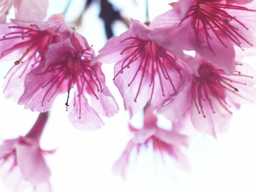 Cherry Blossom #4 Photograph by Gen Umekita