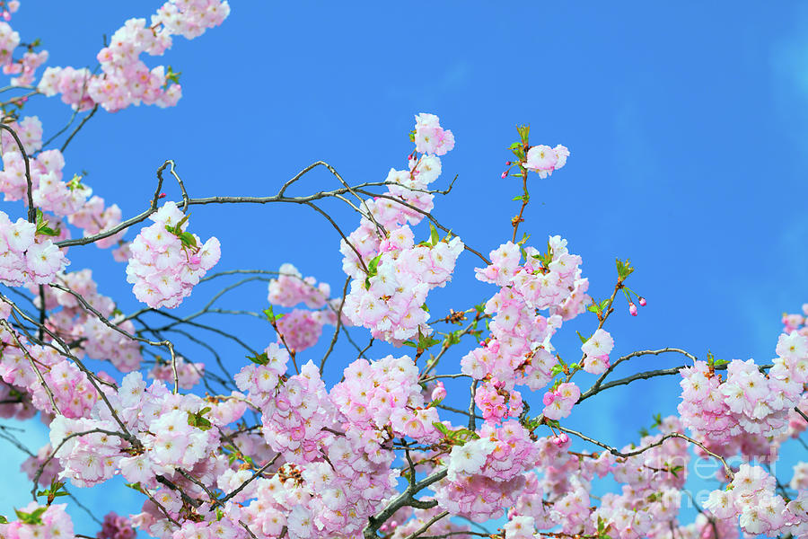 Cherry Blossom #4 Photograph by Science Photo Library Cherry Blossom #4 Photograph by Science Photo Library