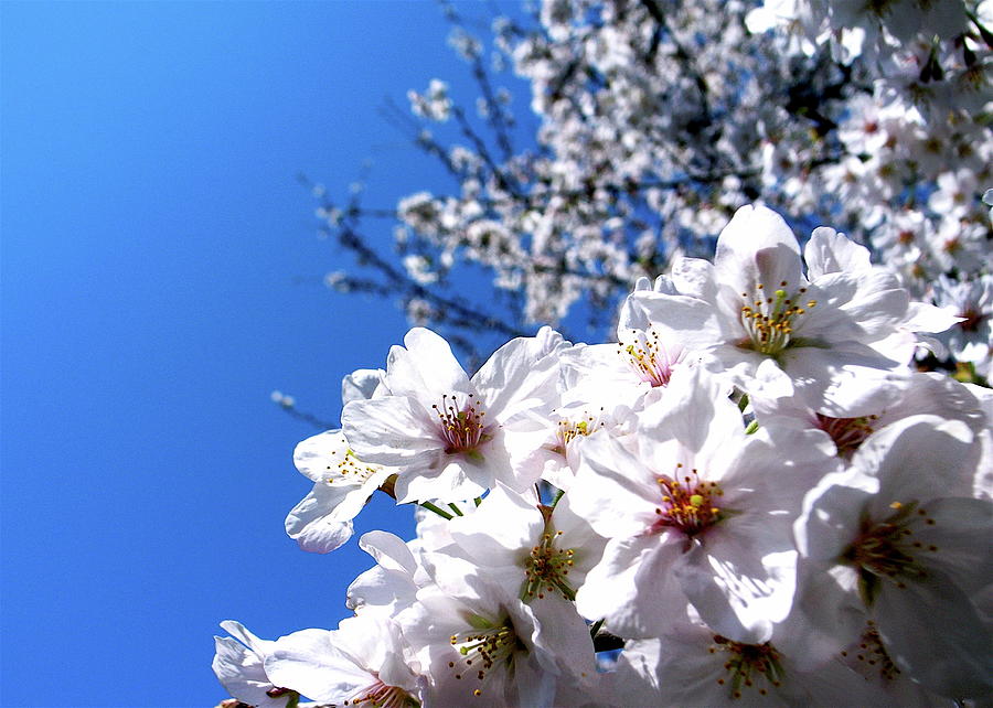 Nature Photograph - Cherry Blossoms #4 by I Love Photo And Apple.