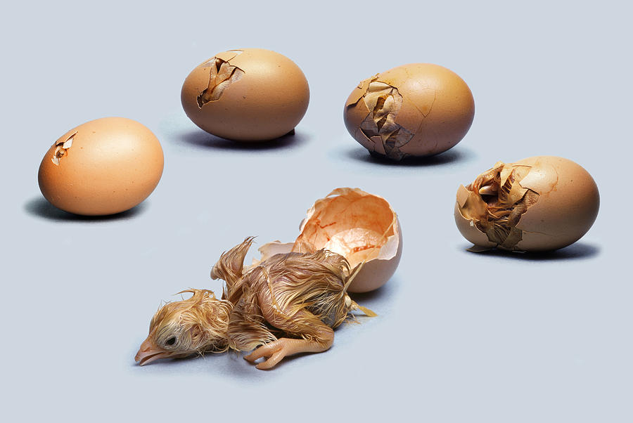 Chicken Egg Hatching by TOM McHUGH.